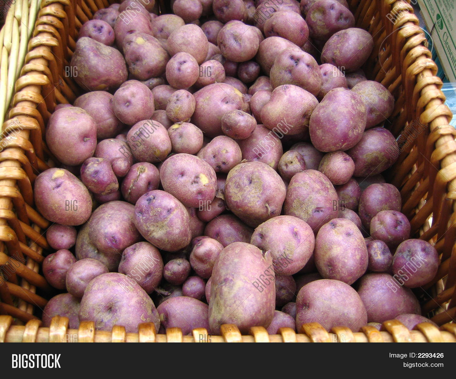 картофель альвара фото