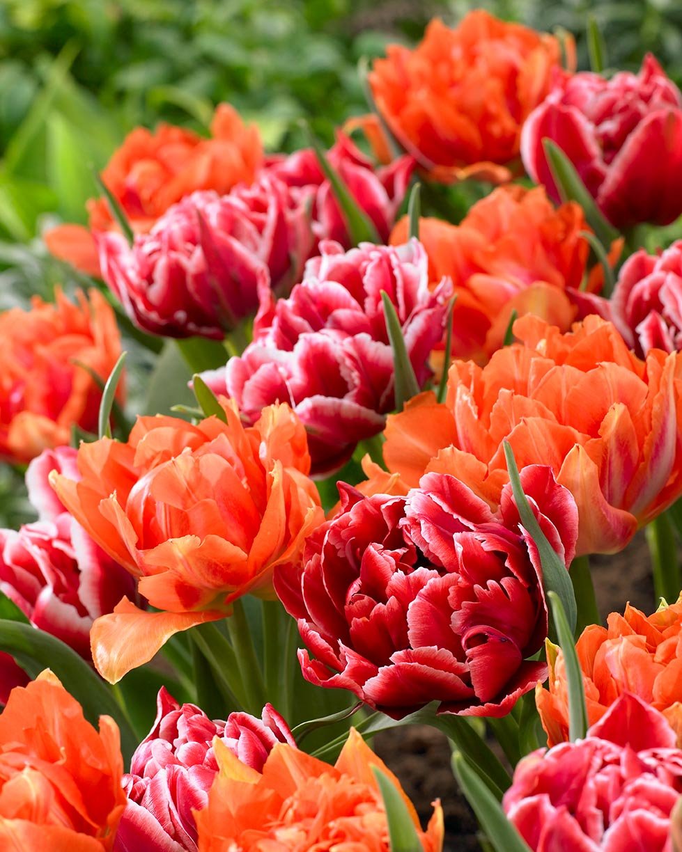 Пионовидный тюльпан Голландия