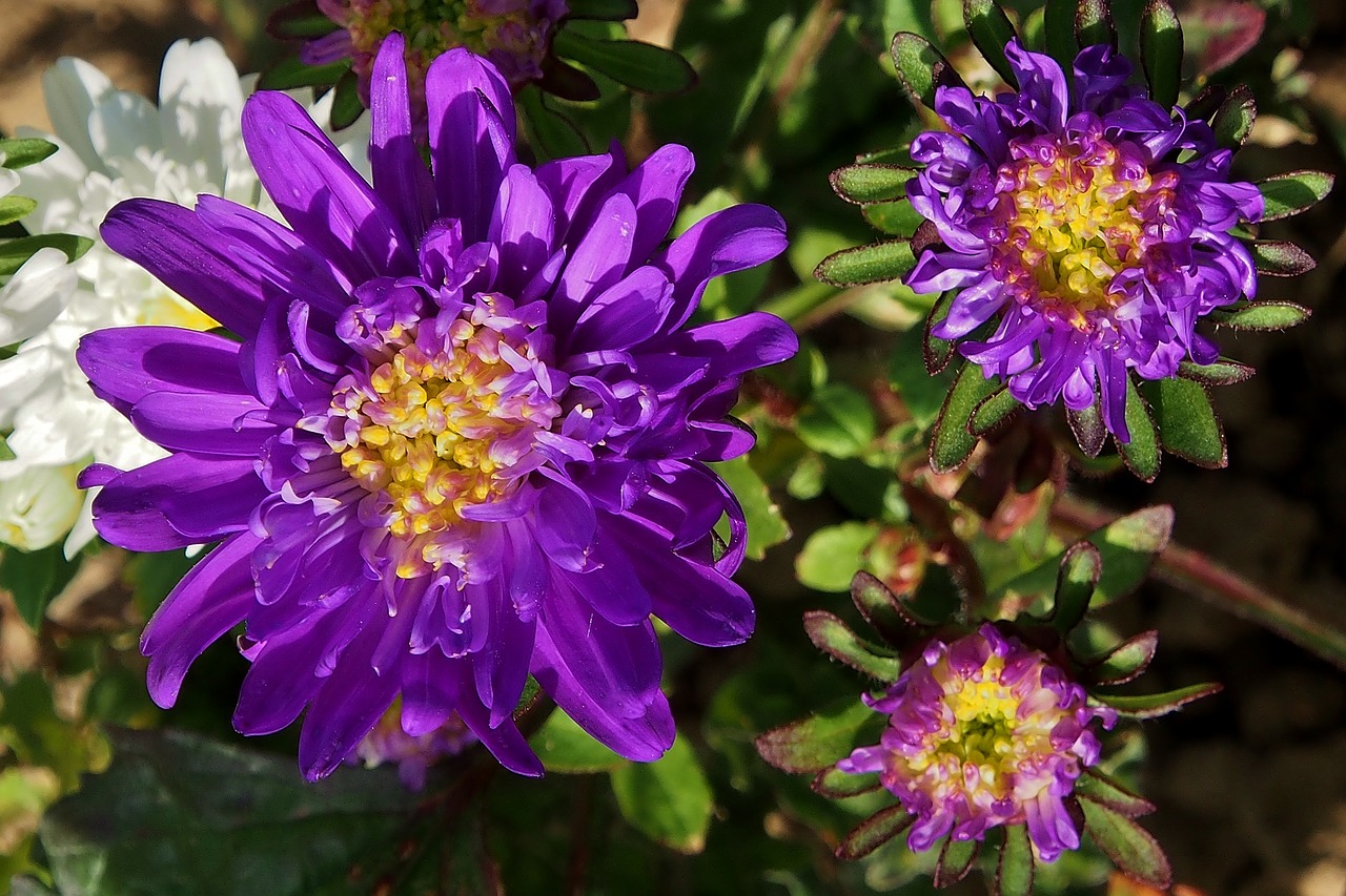 Астра Альпийская Виолетта