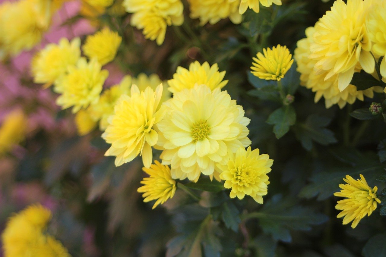 Фото желтых хризантем в хорошем качестве