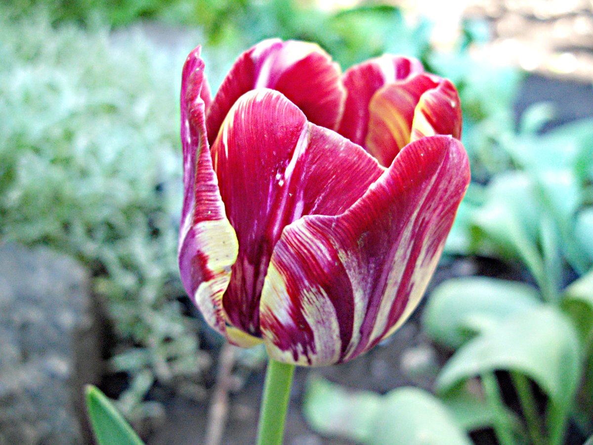 Тюльпан гаити фото и описание