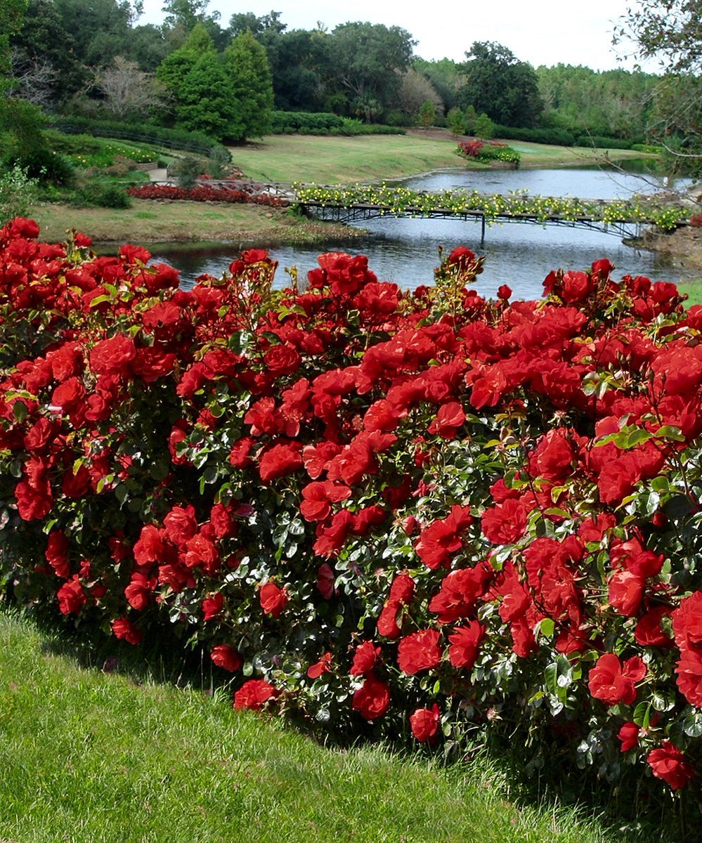 канадские розы в ландшафтном дизайне фото
