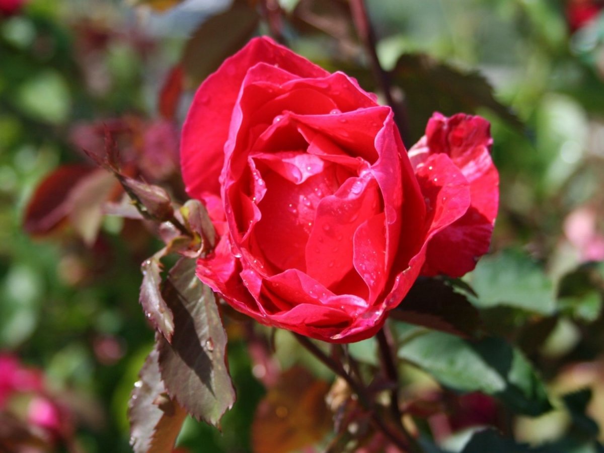 роза канадская ванкувер описание сорта