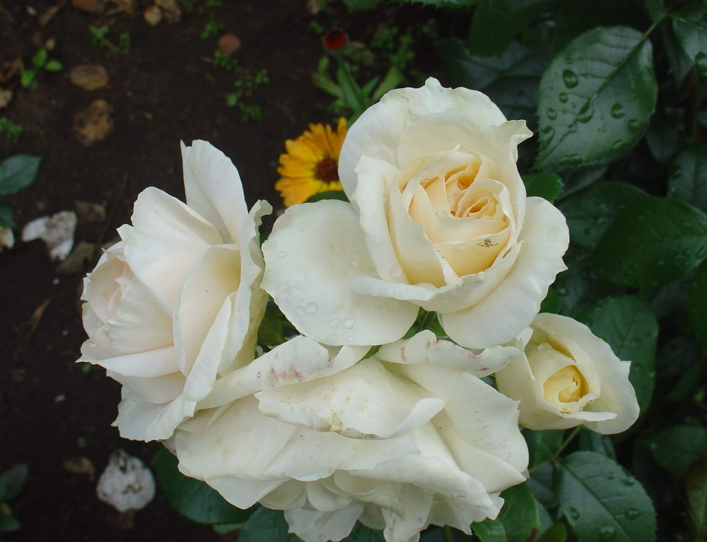 Роза carte Blanche флорибунда