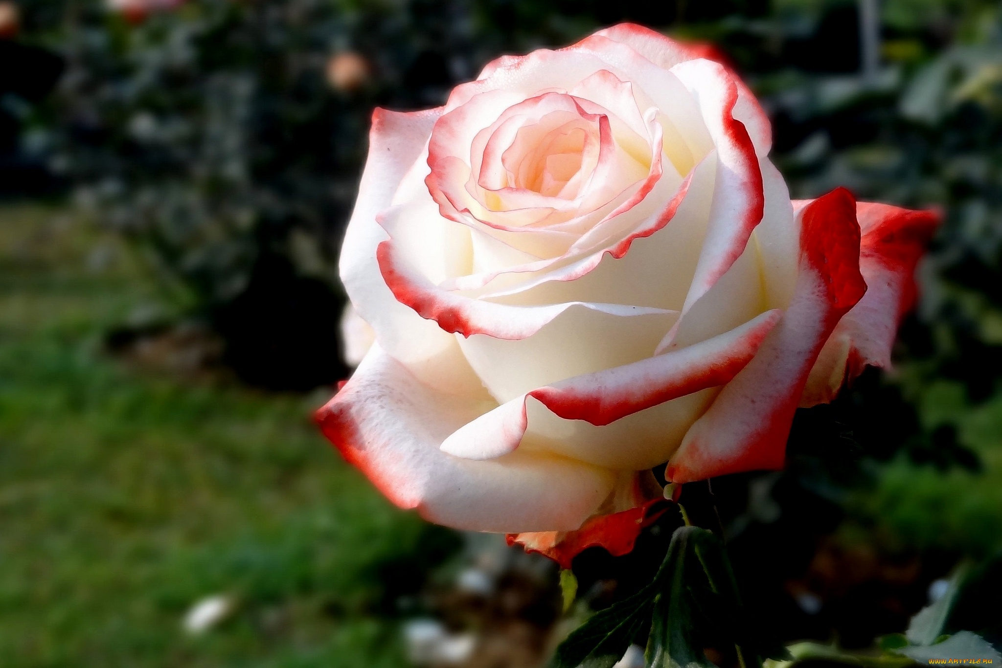 Роза чайно гибридная королева красоты фото и описание