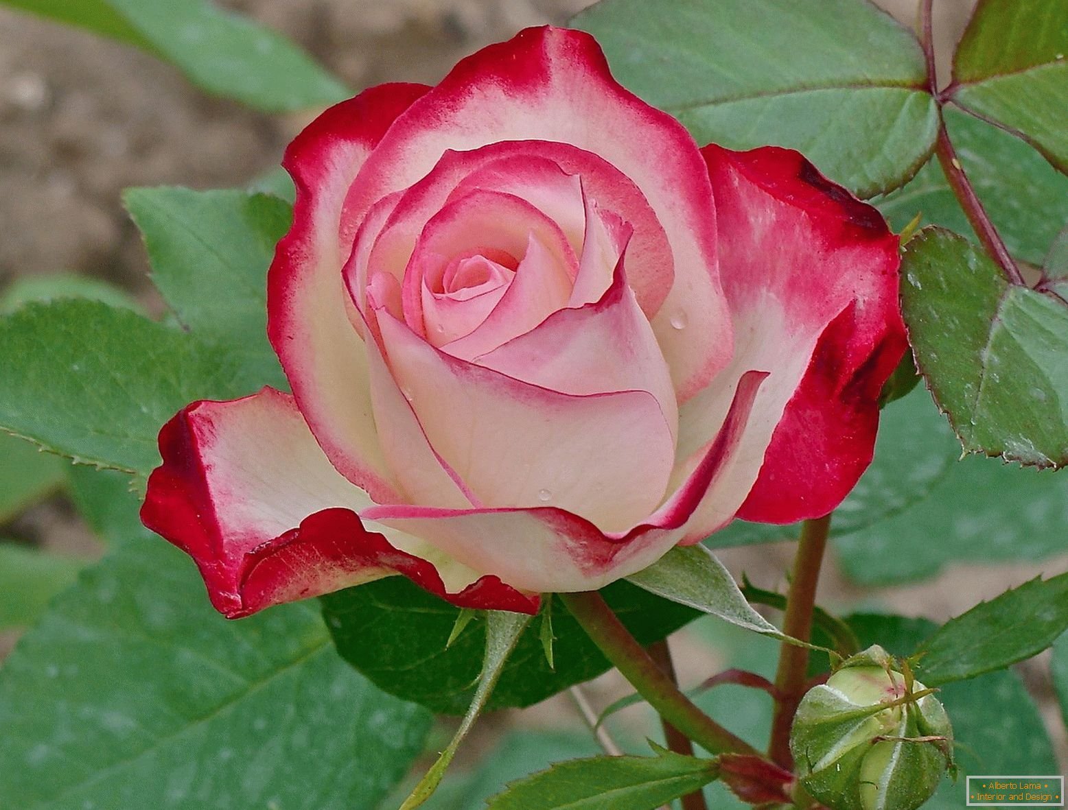 Гибридно чайные розы фото