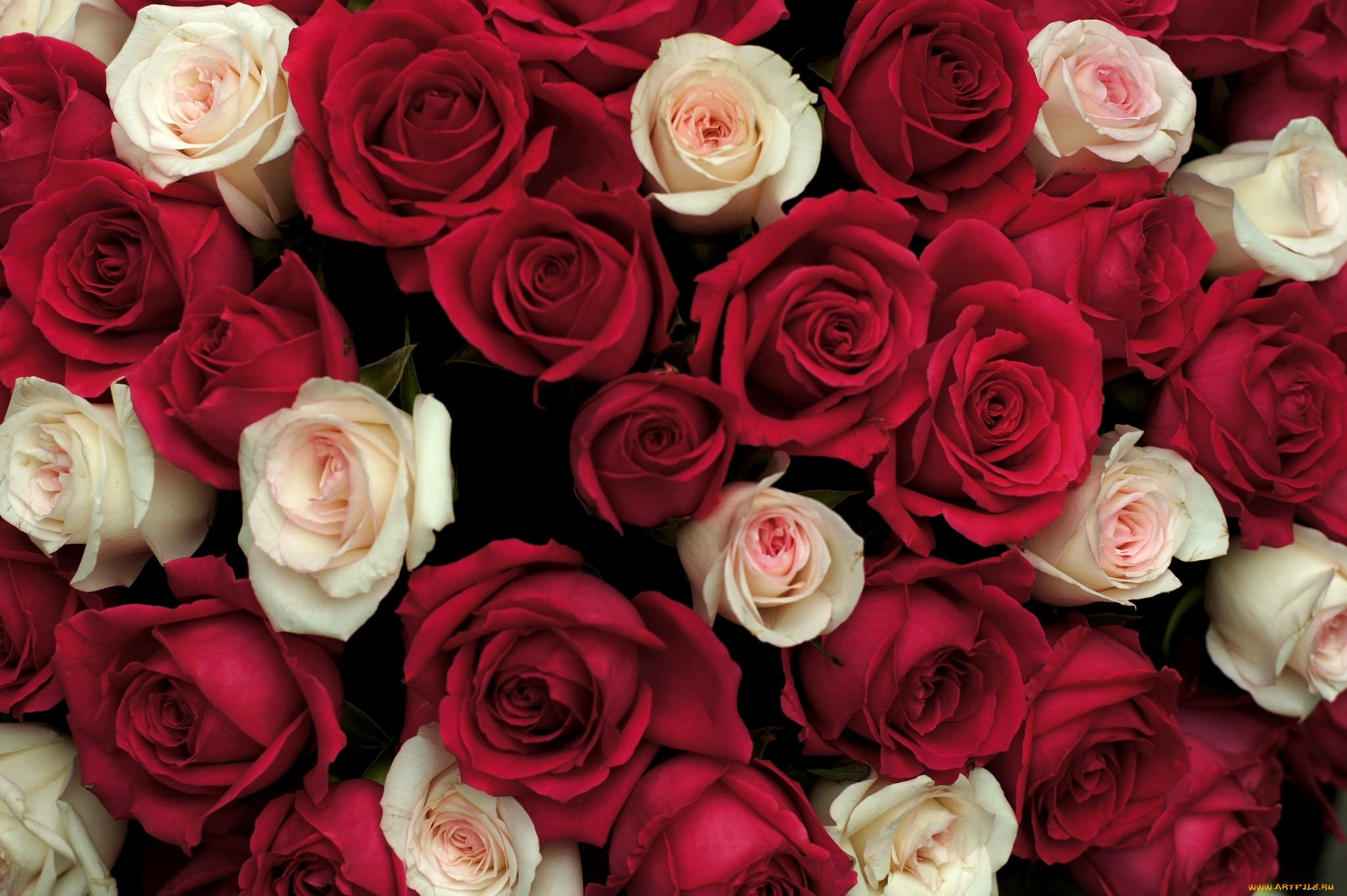 4 розочки. Красивые красные розы. Много роз. Цветы много.