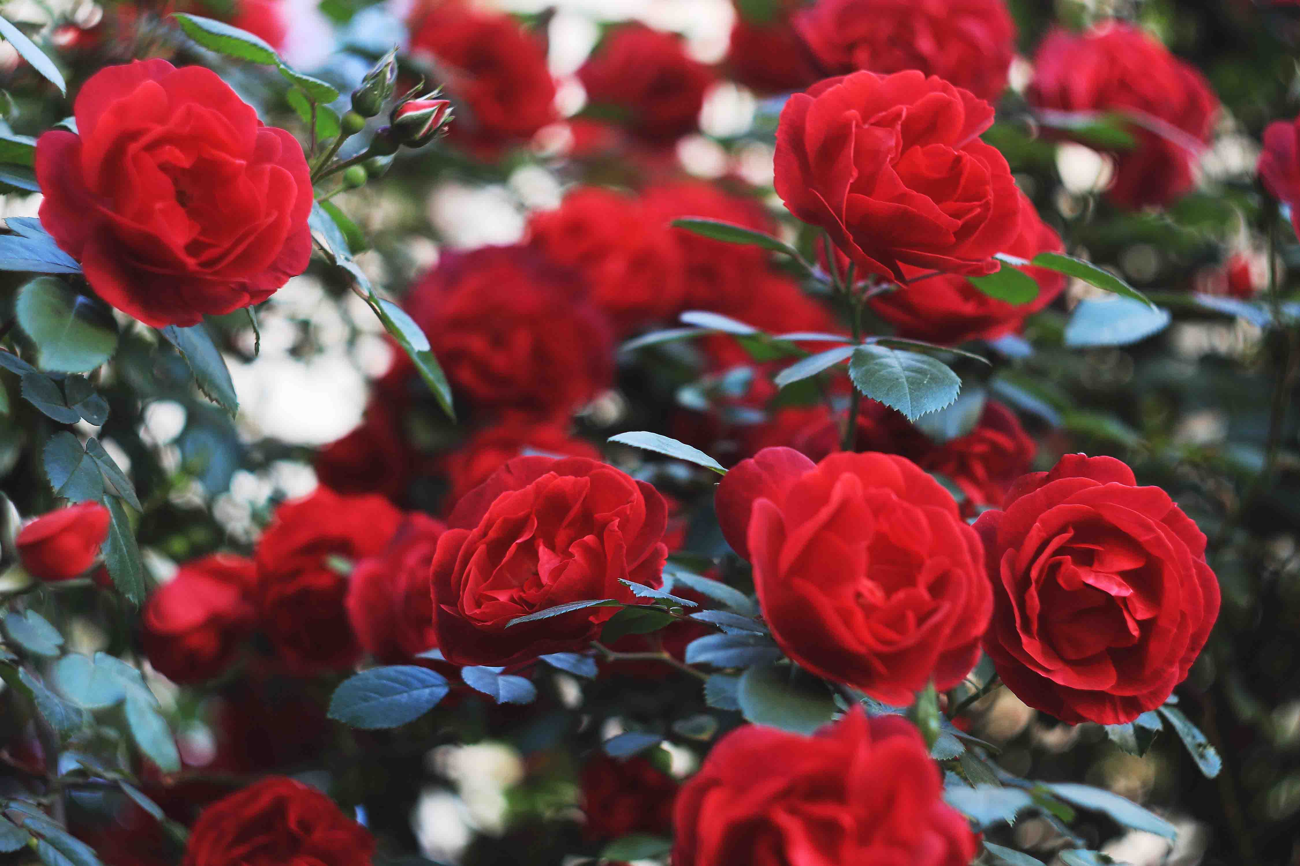 Алые розы мп3. Алые розы / Rose Scarlatte (1940). Цветы розы Алые.