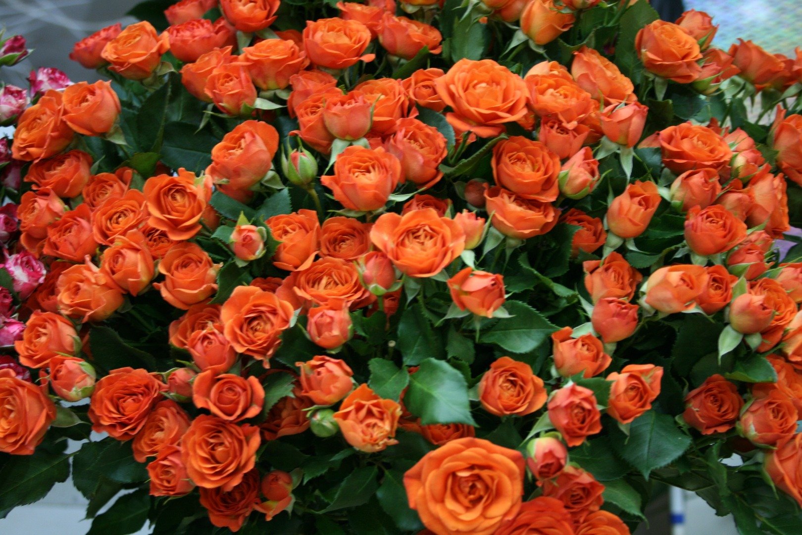 Ярко Оранжевые Розы Сорта
