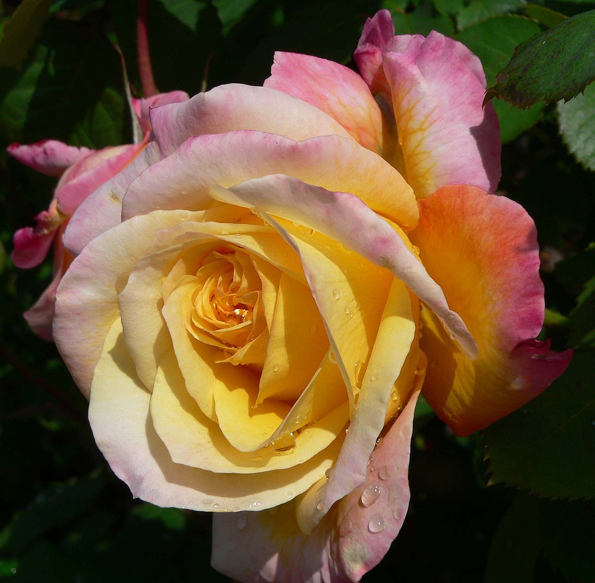 Роза чайно-гибридная Кордес юбилей