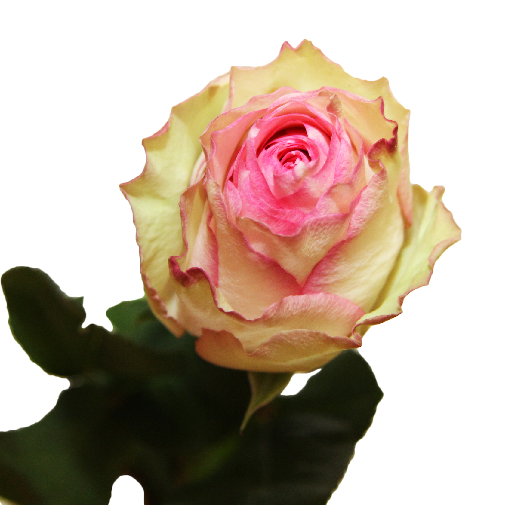 Esperance роза эквадор