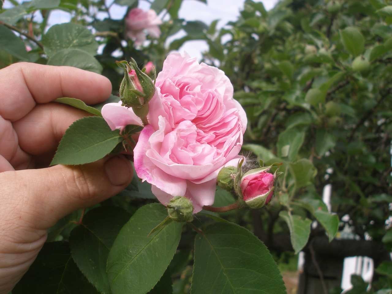 Роза плетистая Рамблер