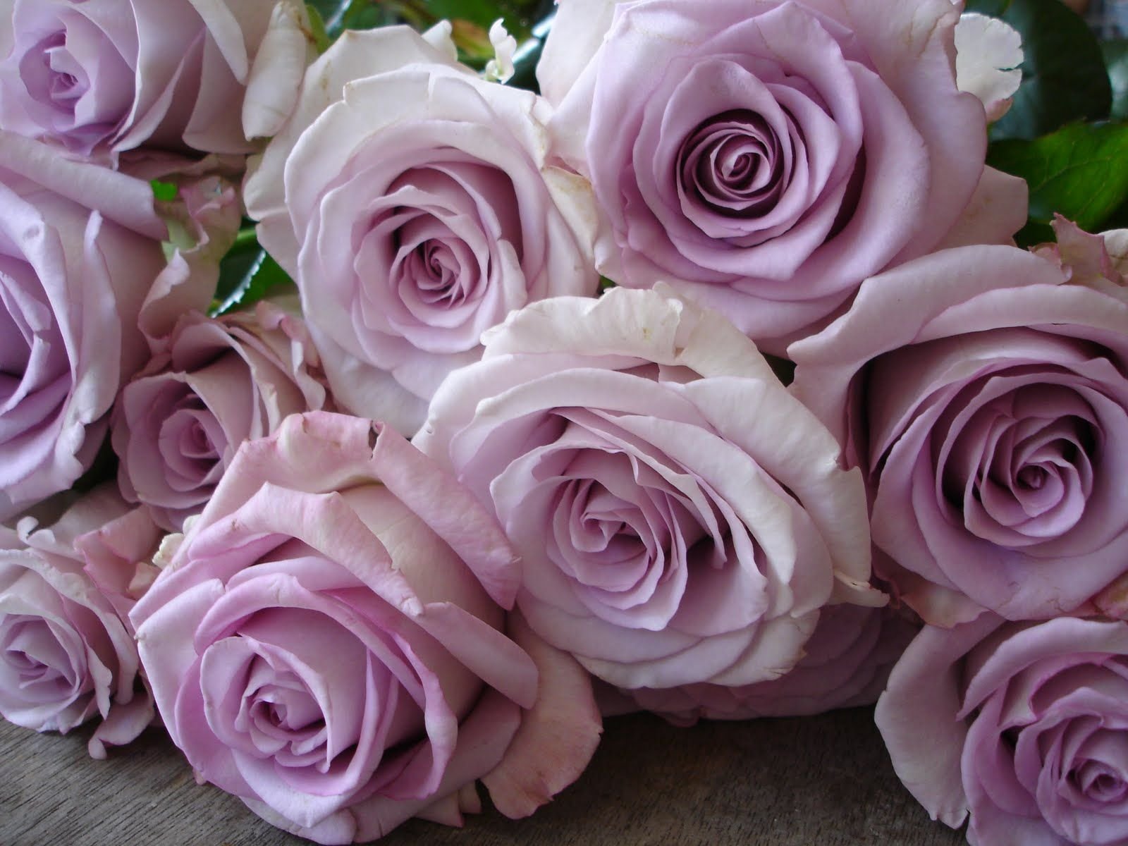 Роза Фиолетовая Сорт