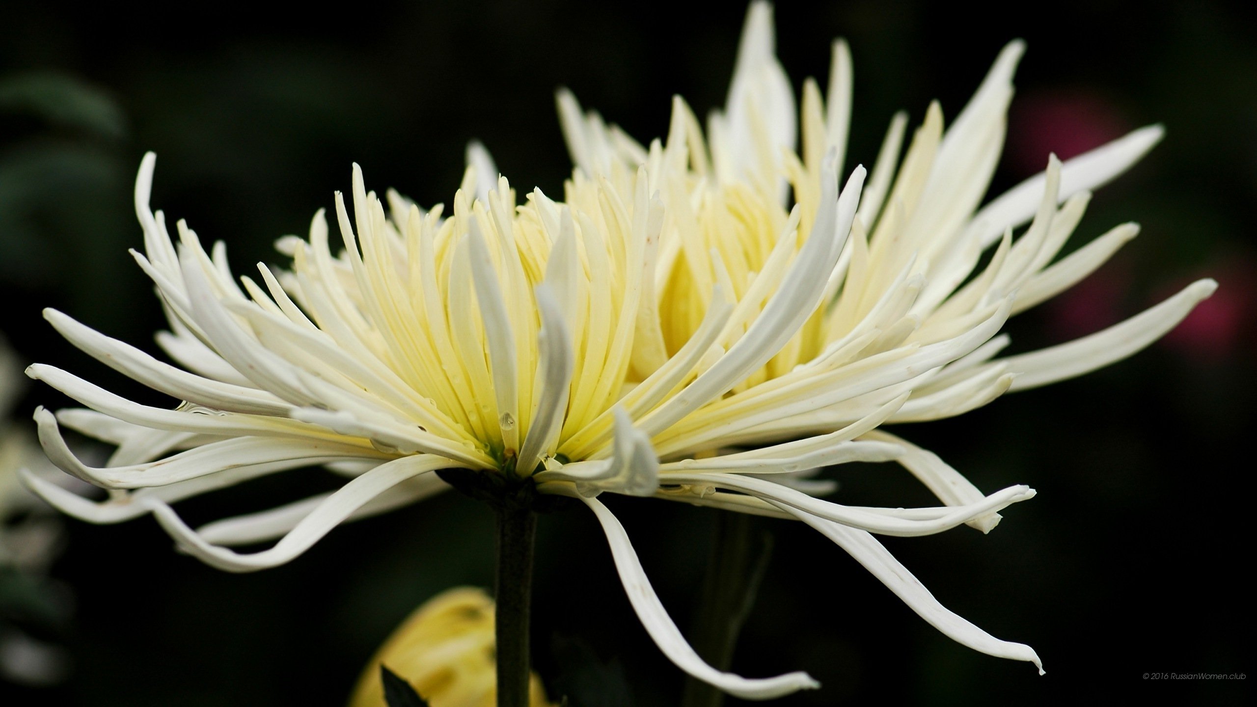 Хризантема двухцветная фото