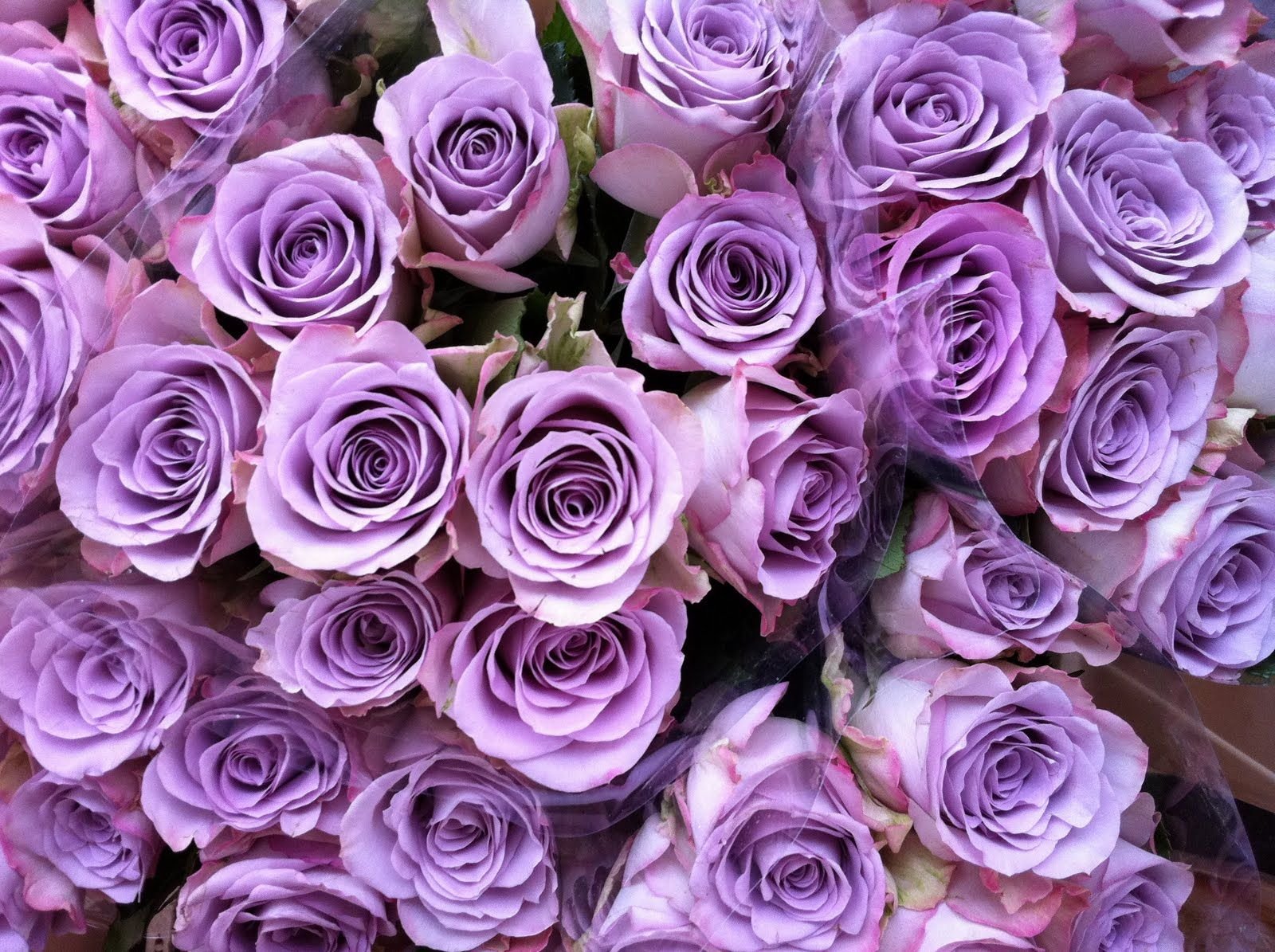Сиреневые розы сорта. Перпл Иришка (Purple Irischka).