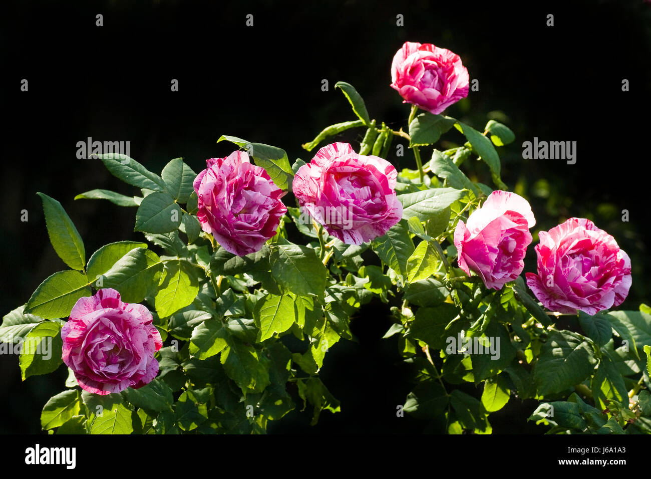 розы фердинанд пичард фото