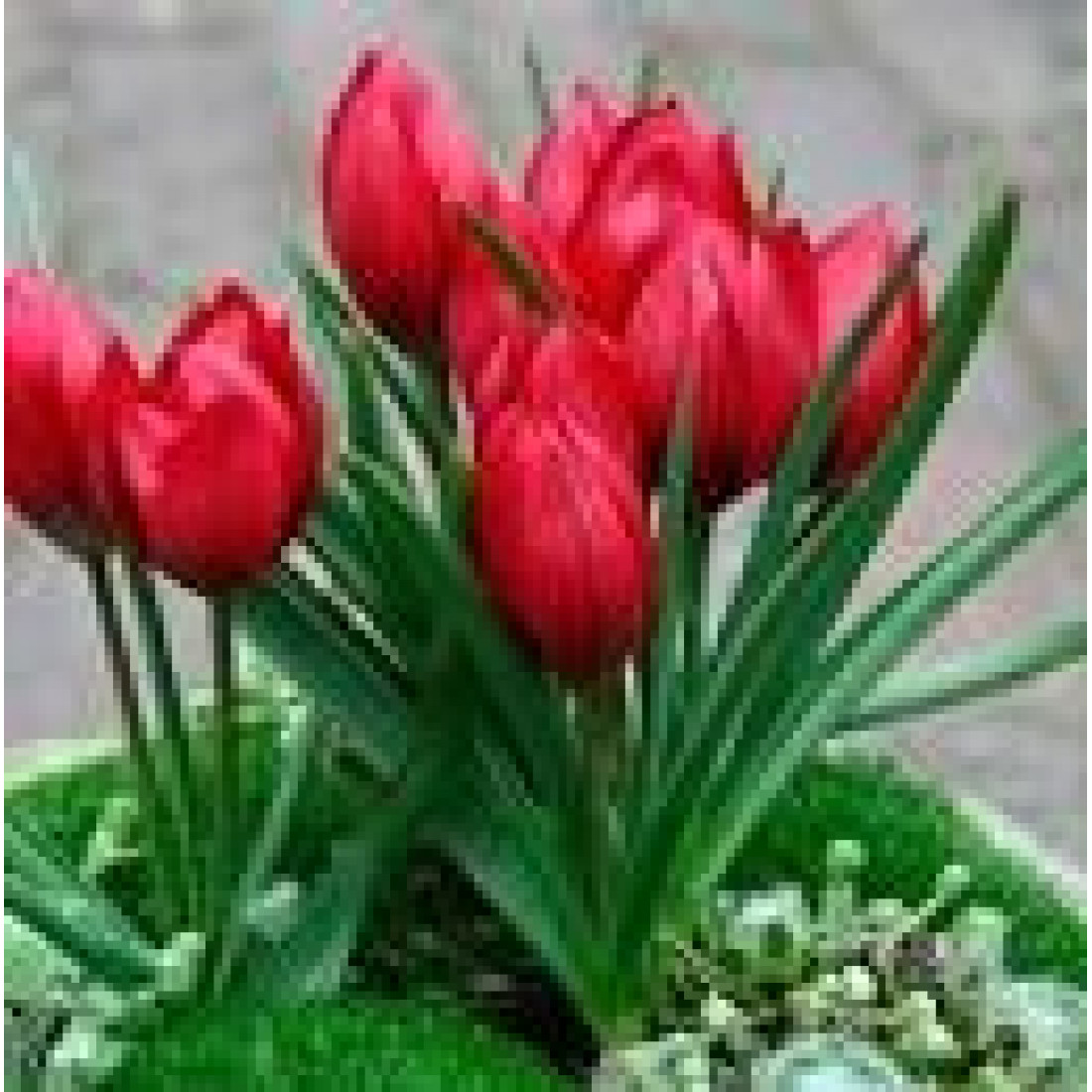 Тюльпан Ботанический лилипут