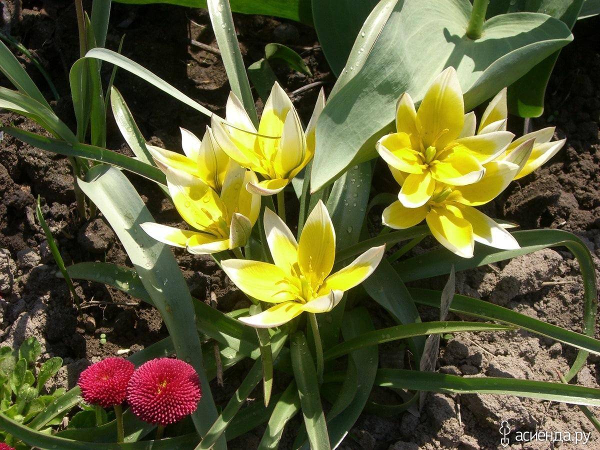 Ботанические тюльпаны сорта с фото и названиями и описанием