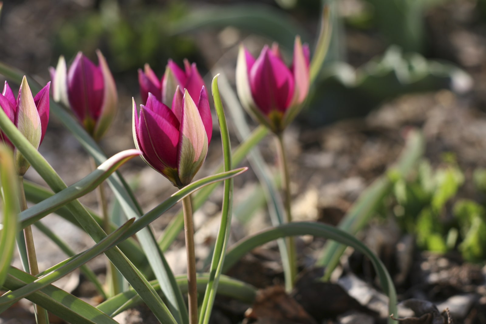 Ботанические тюльпаны сорта с фото и названиями и описанием