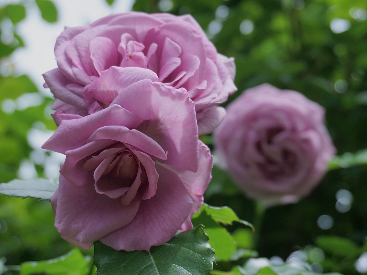 Роза Blueberry