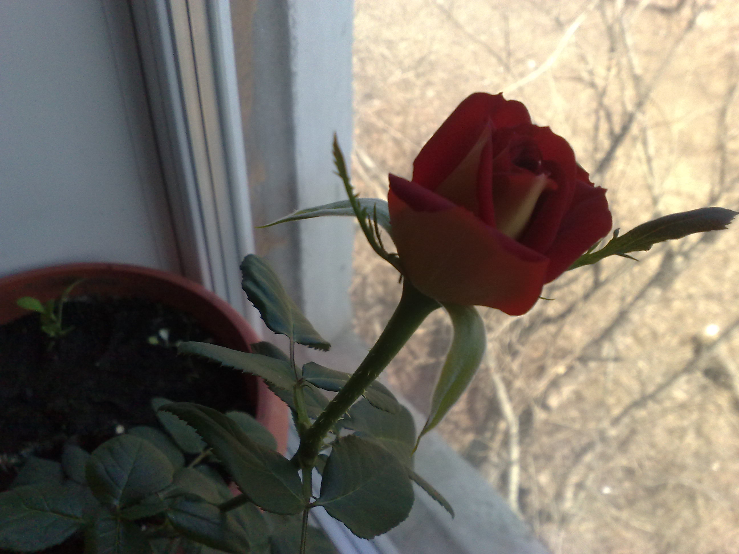 Дом розочка. Розы на подоконнике. Цветы на подоконнике розы. Домашние розы.
