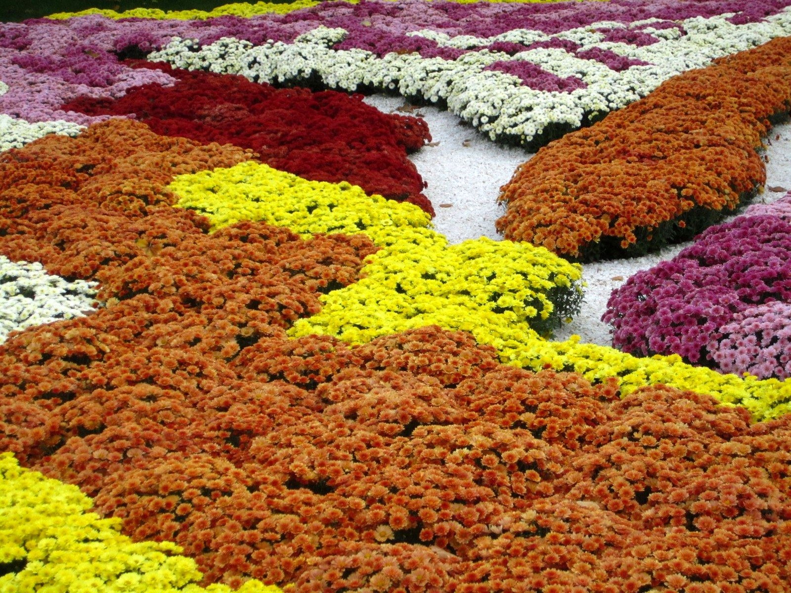 фестиваль хризантем в японии