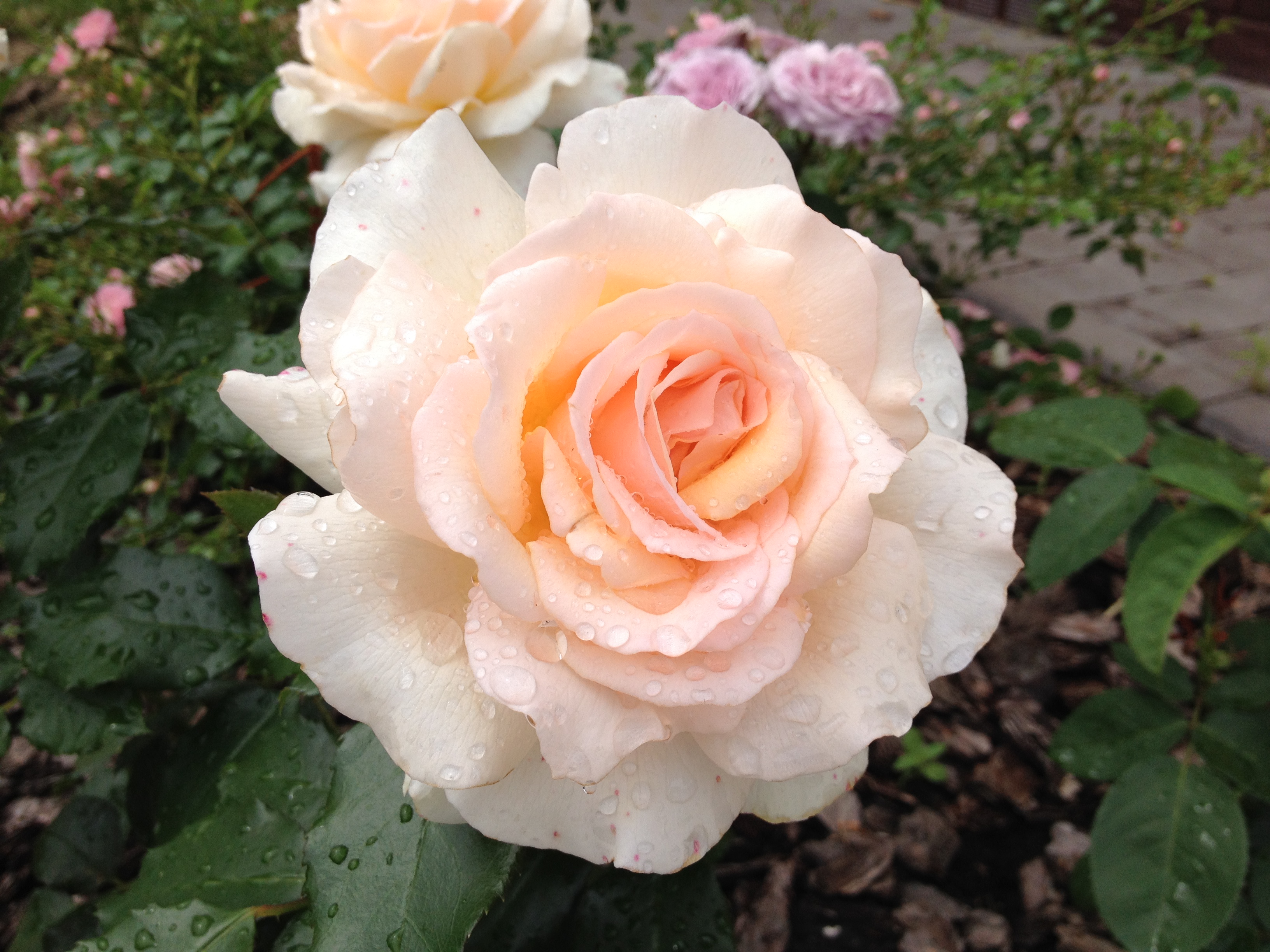 Роза флорибунда розмари роуз фото