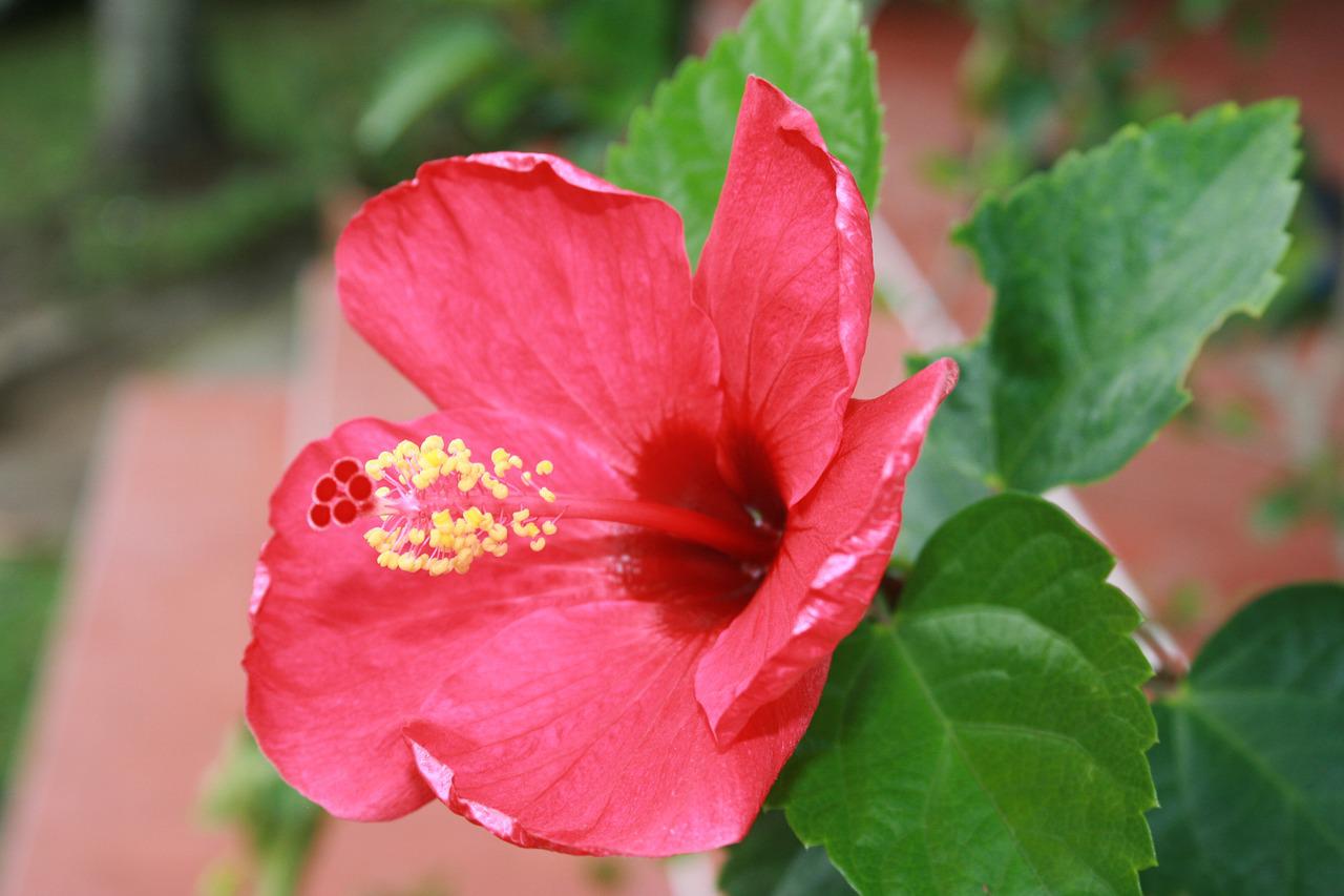 Родовое название китайской розы 8. Семена китайской розы.