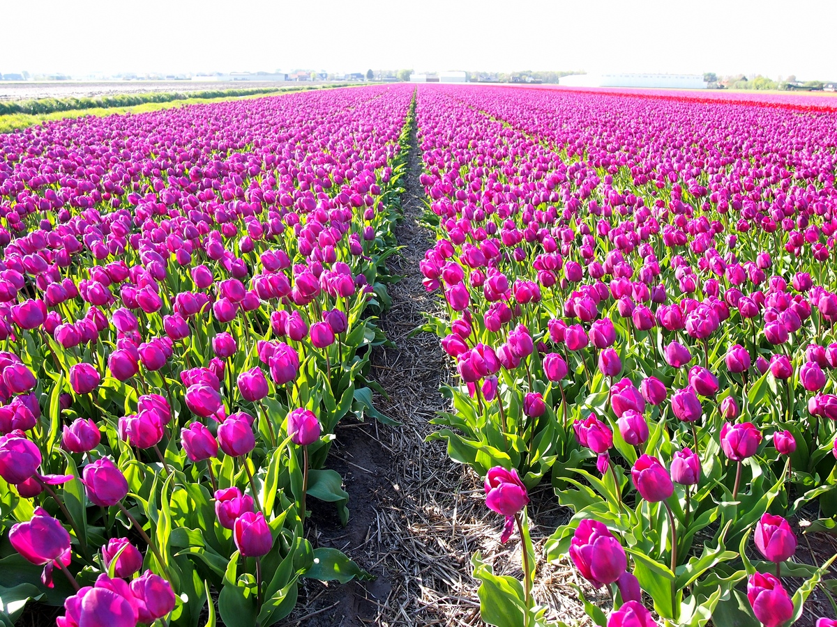 Сорта тюльпанов Голландия парк