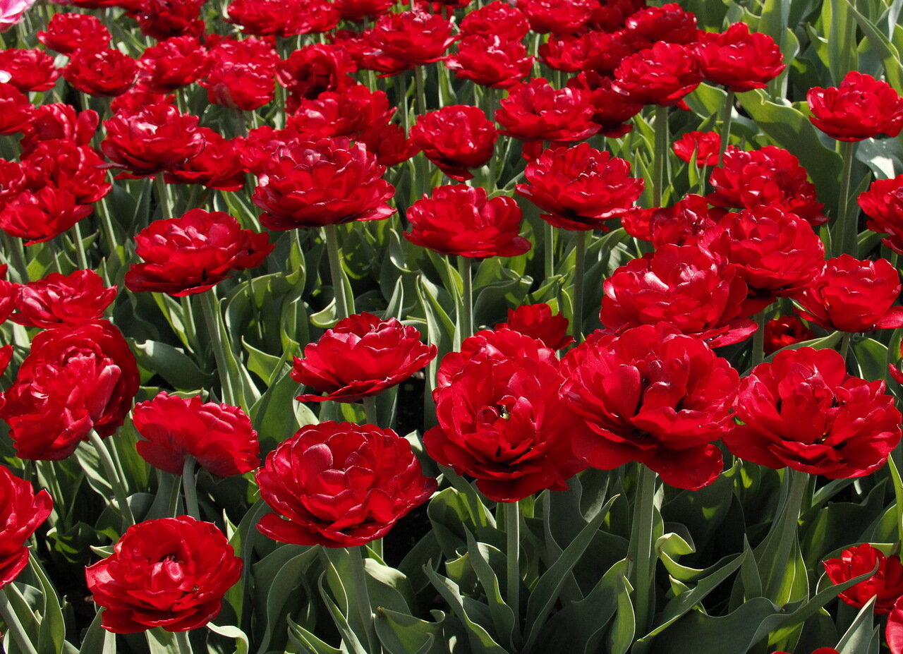 Тюльпаны Махровые Красные Сорта