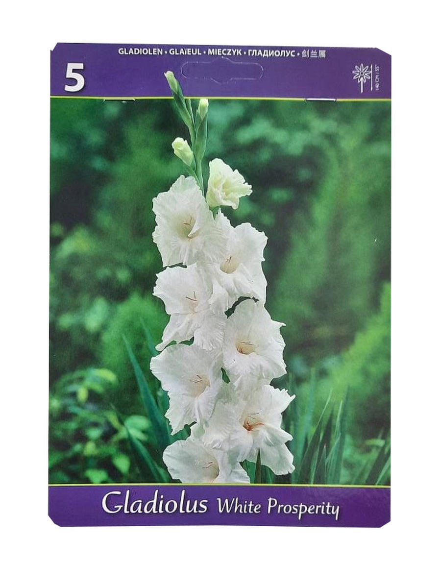 Гладиолус white prosperity фото и описание