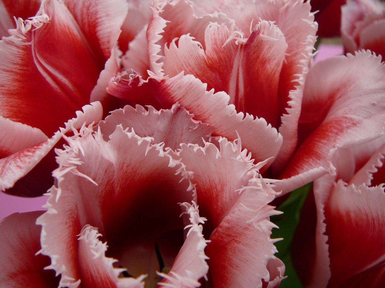Махровый тюльпан фото цветов крупным