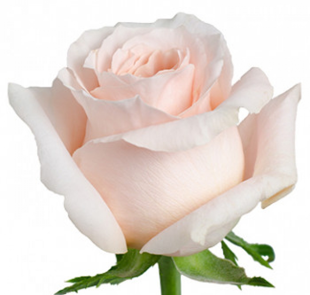Shimmer роза эквадор