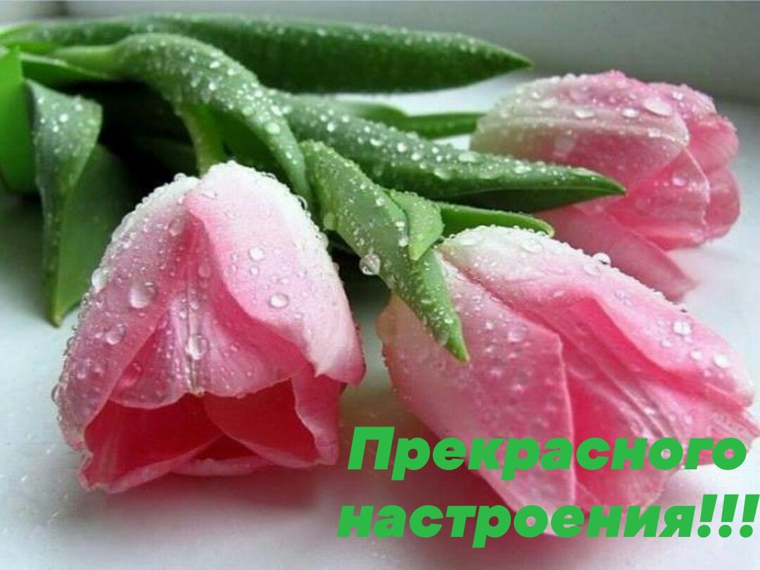 Пожелания счастья и добра с тюльпанами