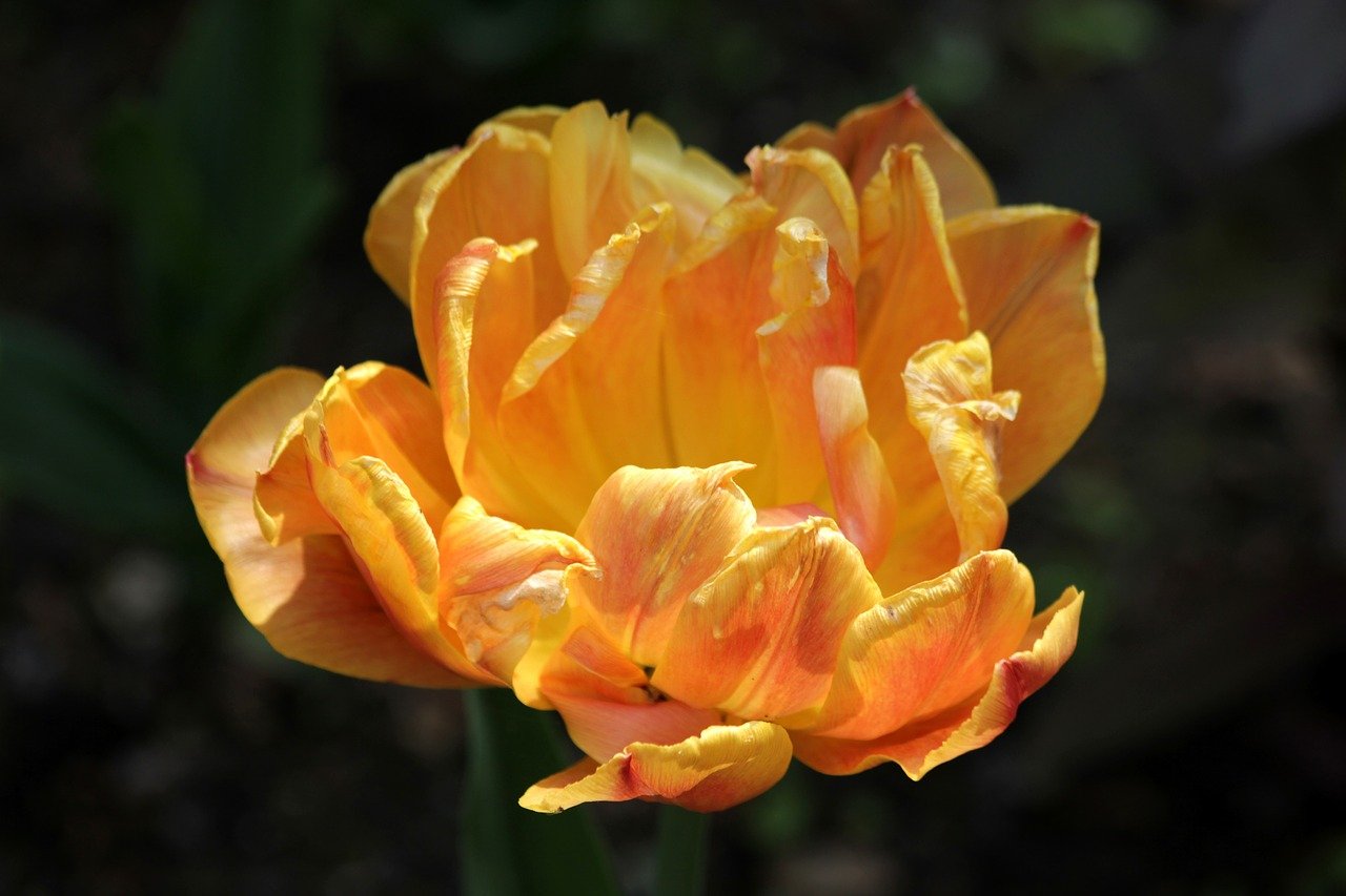 Тюльпан шелл фото и описание