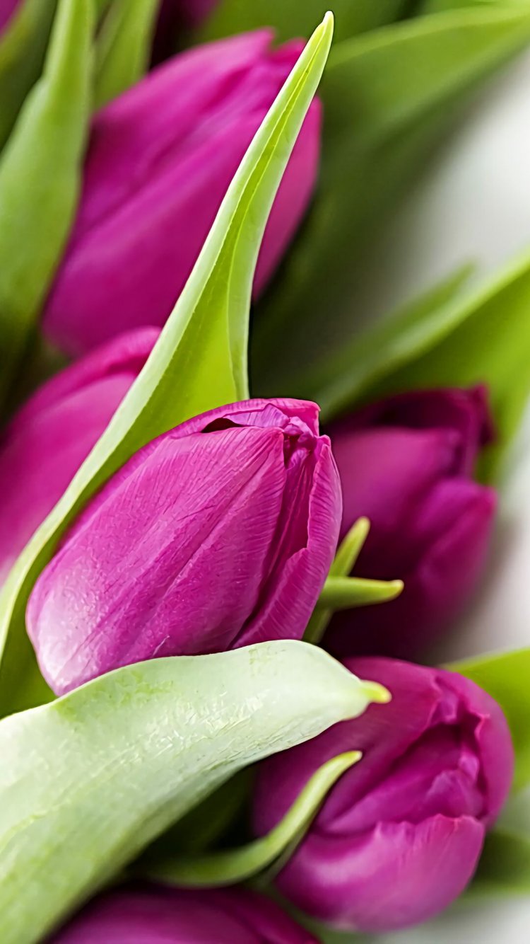 Тюльпаны вертикальные картинки. Тюльпан Грин Вейв. Цветы тюльпаны. Шикарные тюльпаны. Тюльпан сиреневый.