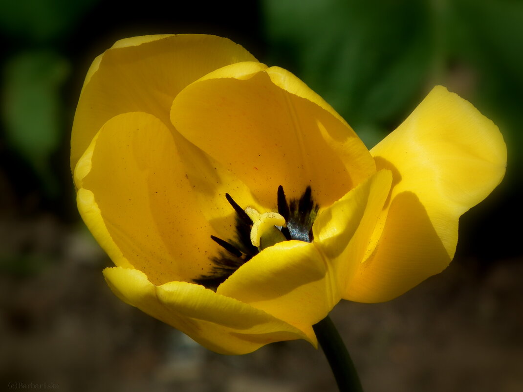 Почему желтые тюльпаны вестники разлуки. Черный тюльпан с желтой серединкой. Тюльпаны желтые лилиевые. Тюльпан желтая серединк. Сердцевина тюльпана.