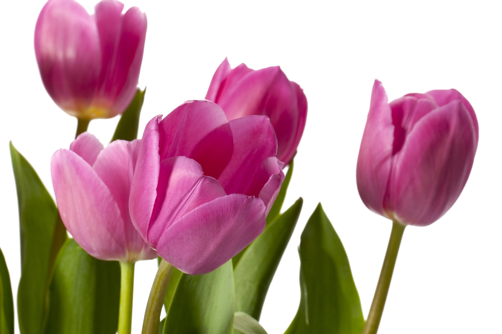 Тюльпаны png на прозрачном. Тюльпан Бен Ван Зантен. Тюльпан ПМГ. Розовые тюльпаны.