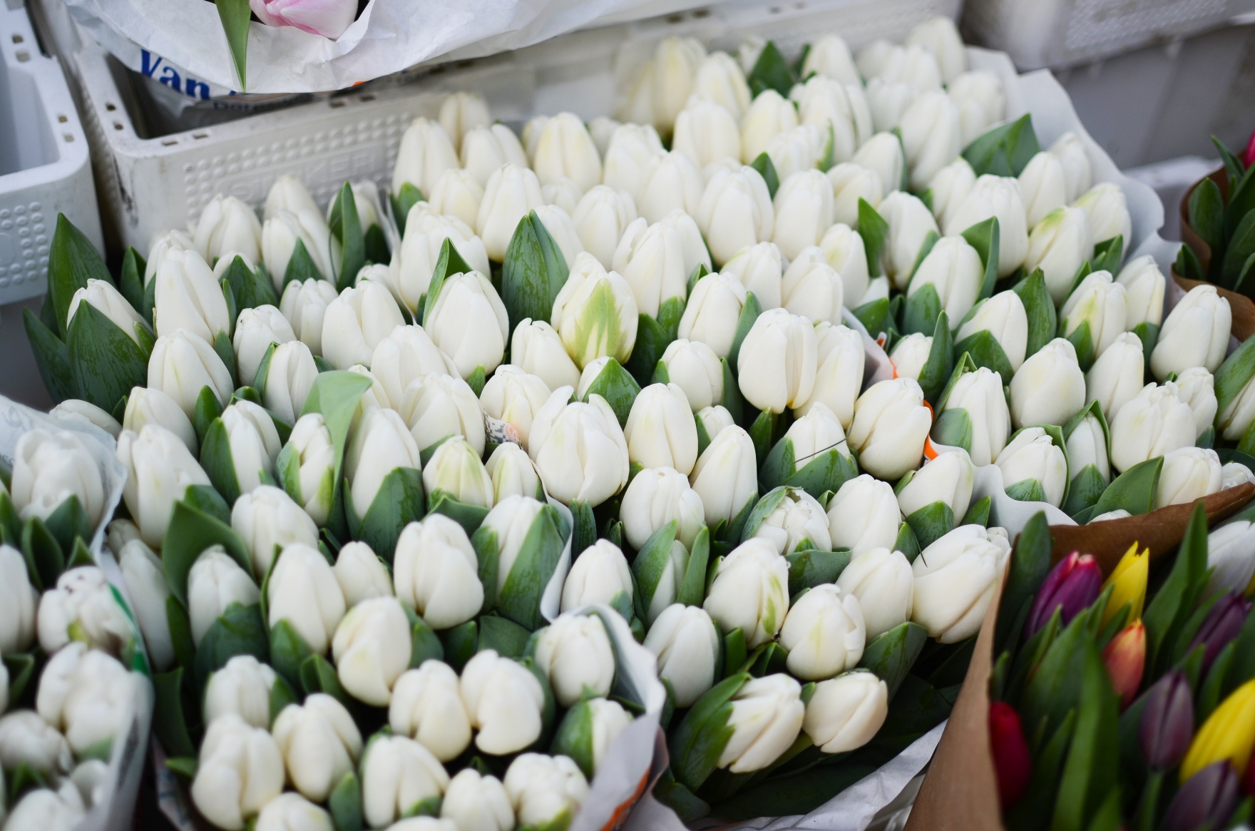Охапка белых тюльпанов