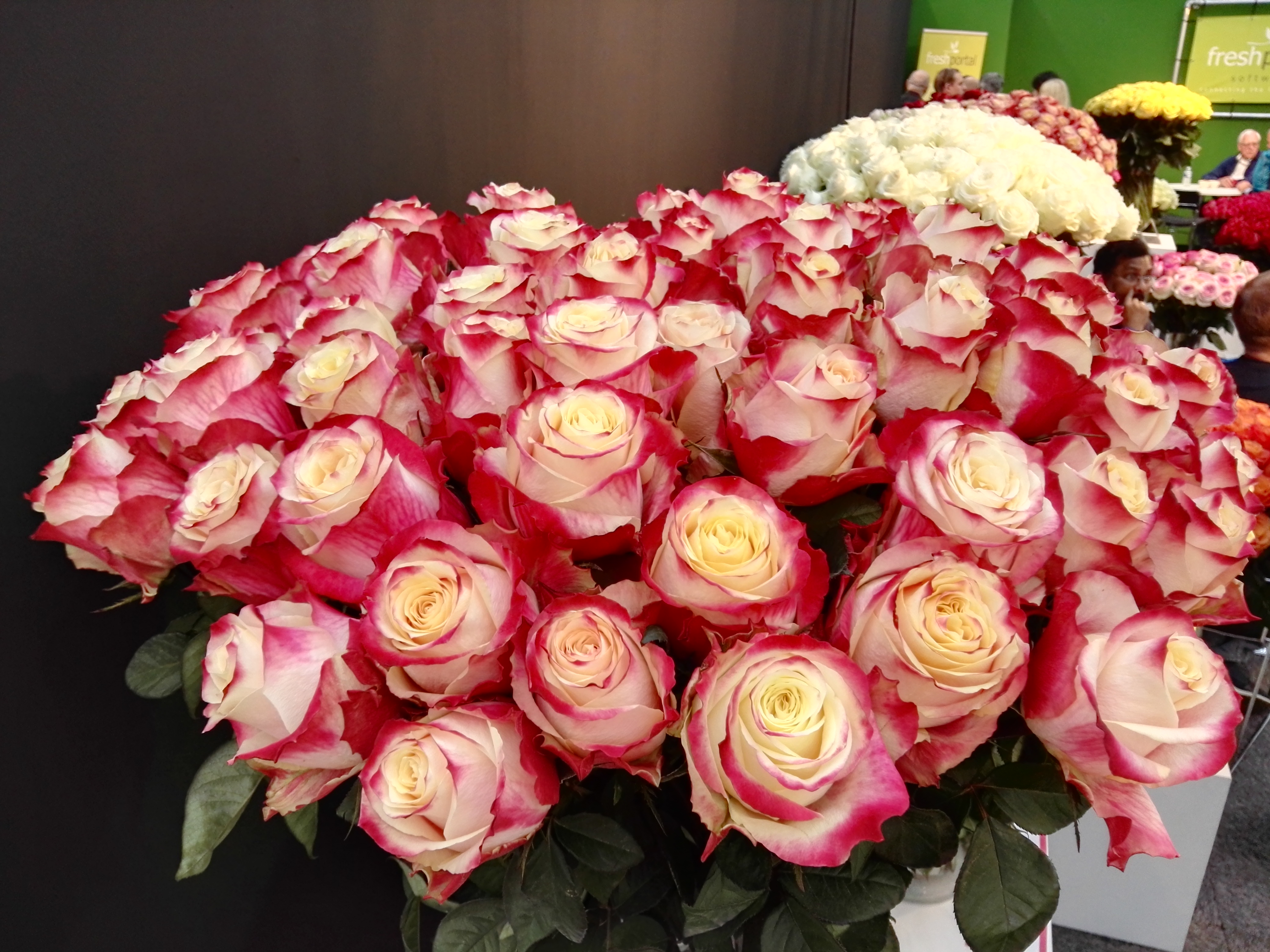 Узбекские розы. Голландские розы Эквадор. Сорта роз Эквадор.