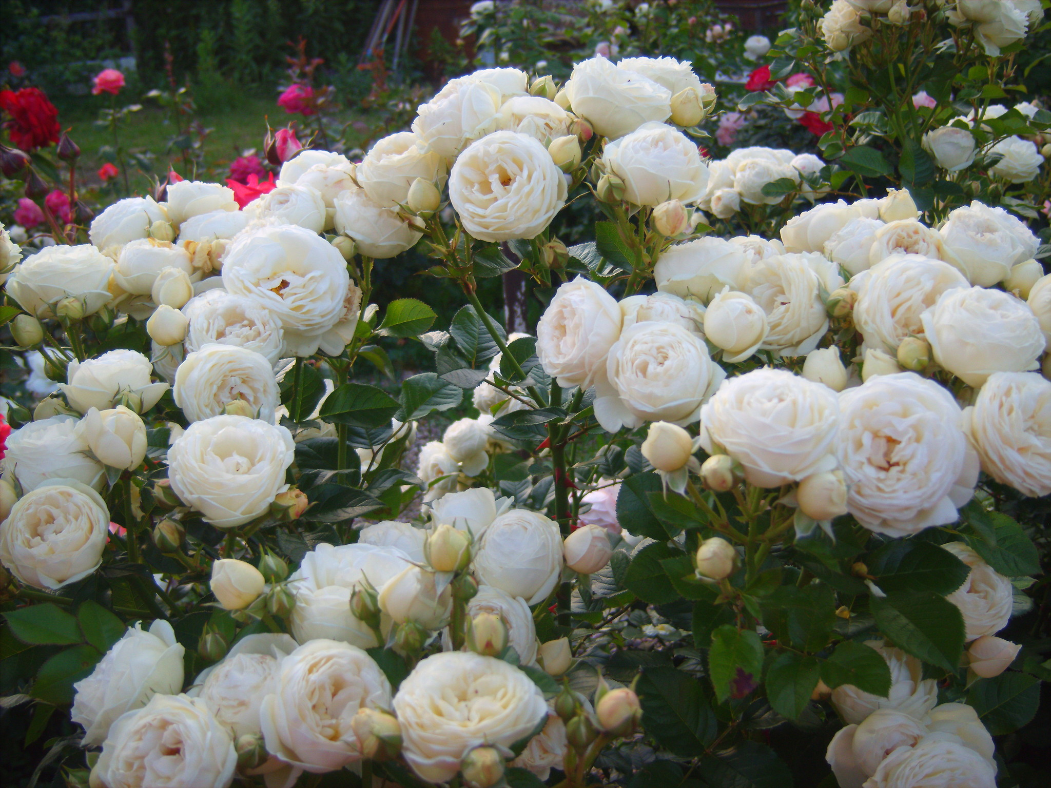 Роза Артемис шраб белый