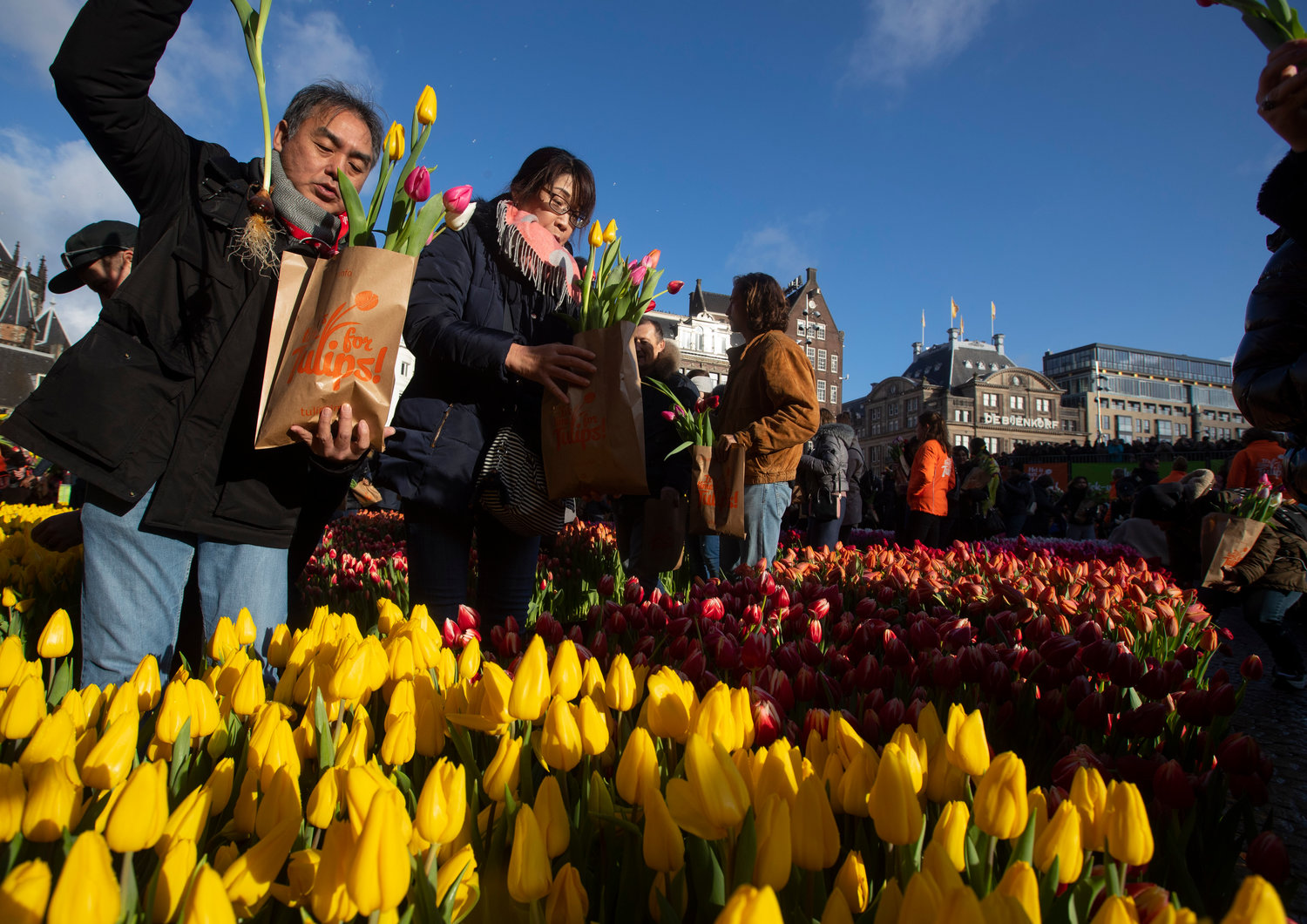 Выставка тюльпанов в Голландии 2020