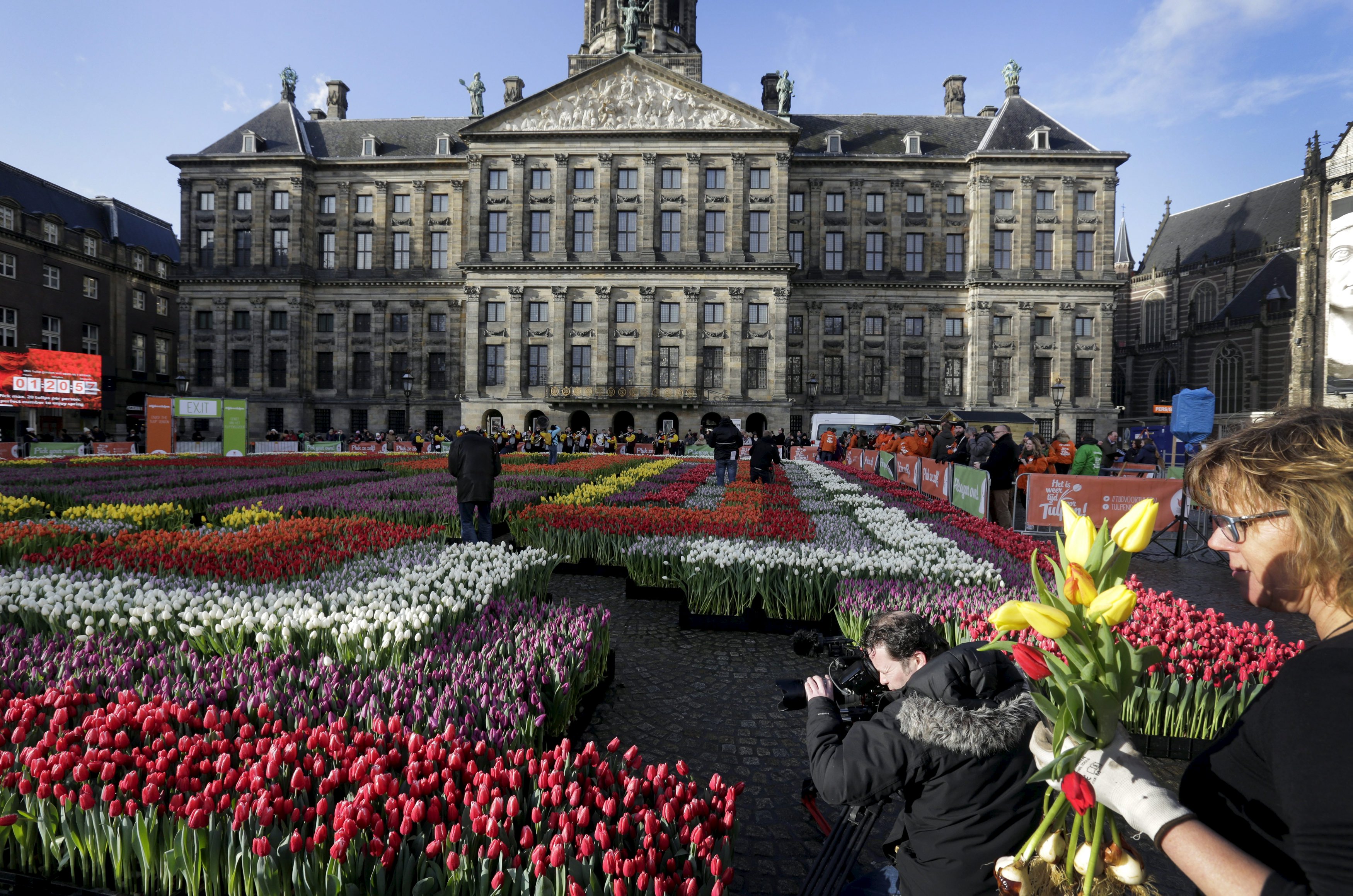 Королевство Нидерланды тюльпаны