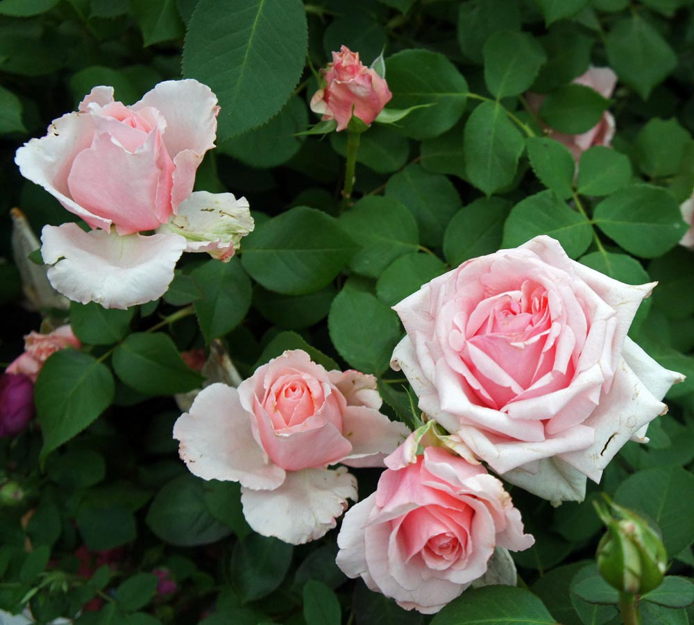 Роза кустовая Жизель
