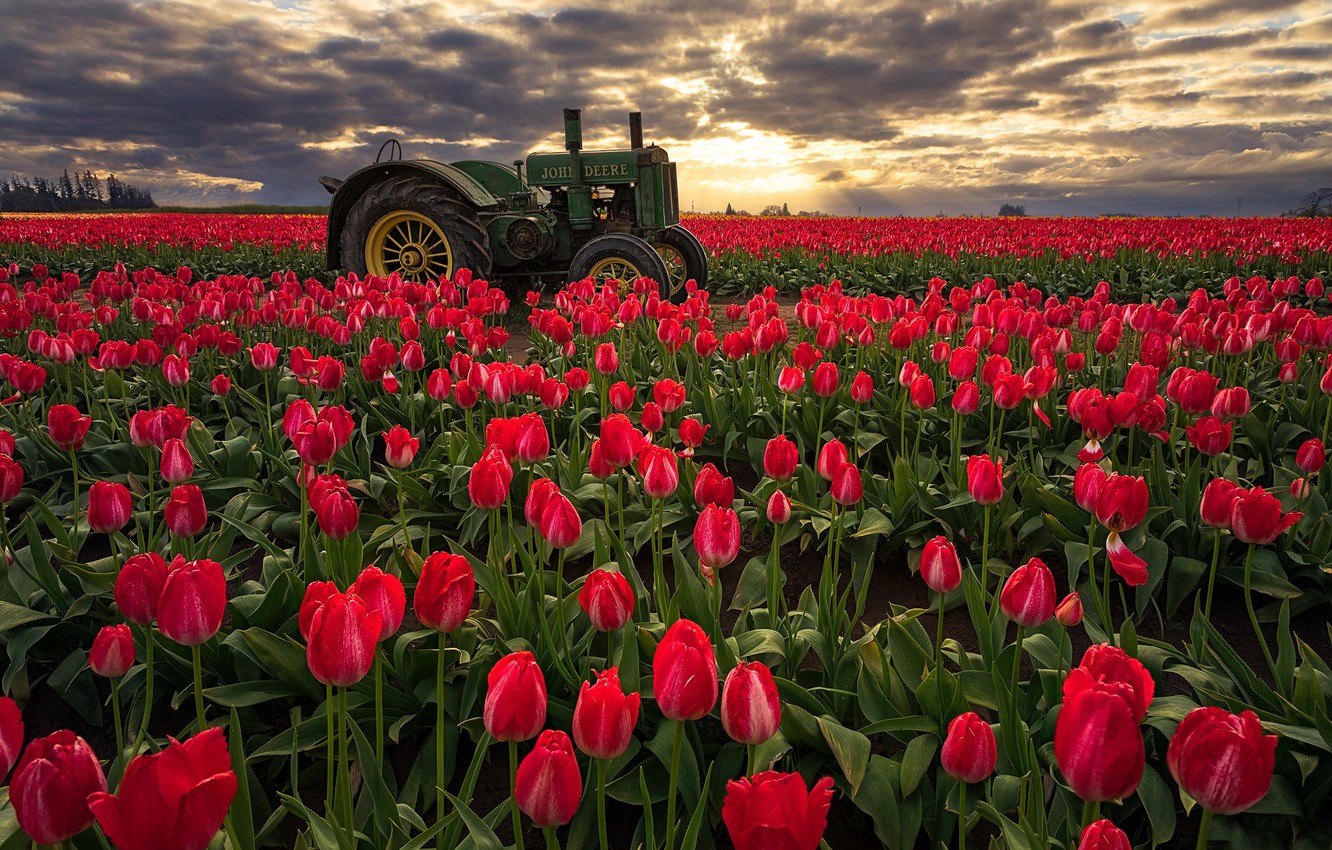Трактор в поле тюльпанов