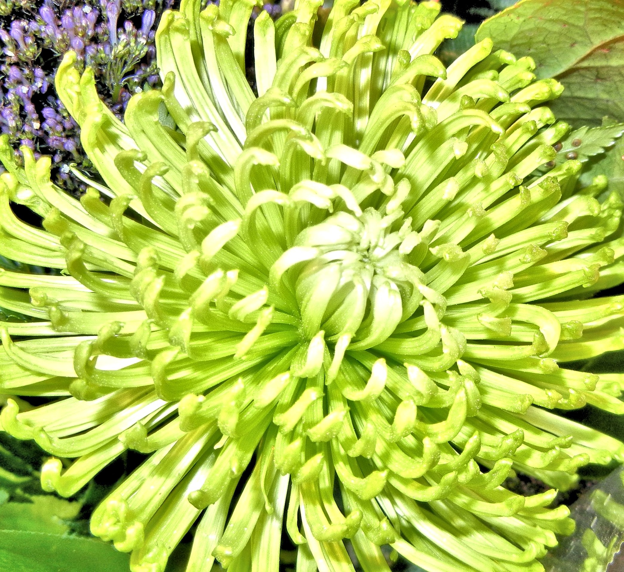 хризантема филин грин фото