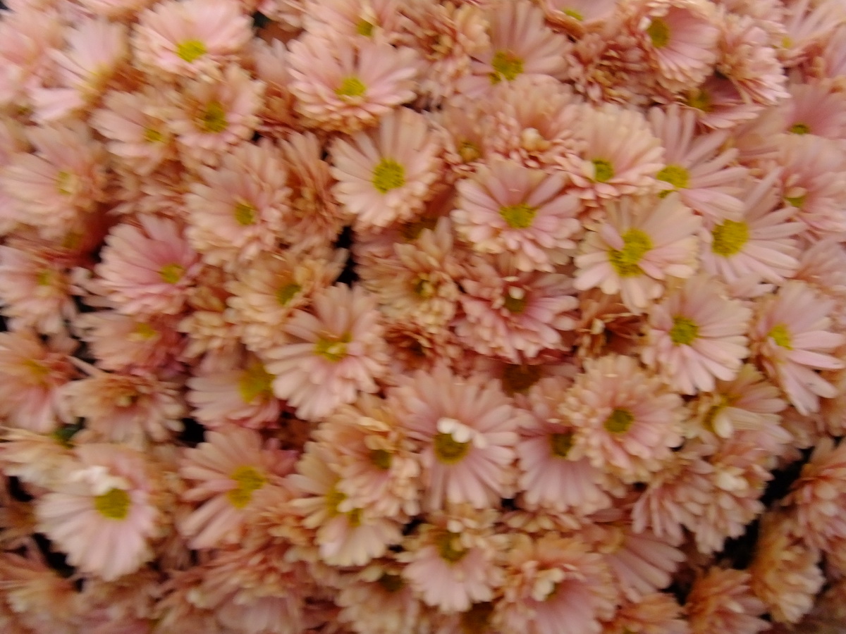 Хризантема бранбич крем фото