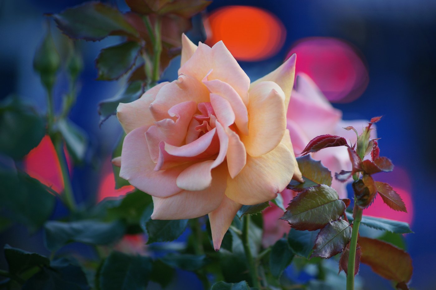 Доброго вечера красивые розы. Красивые розы. Цветы вечер. Вечерние розы.