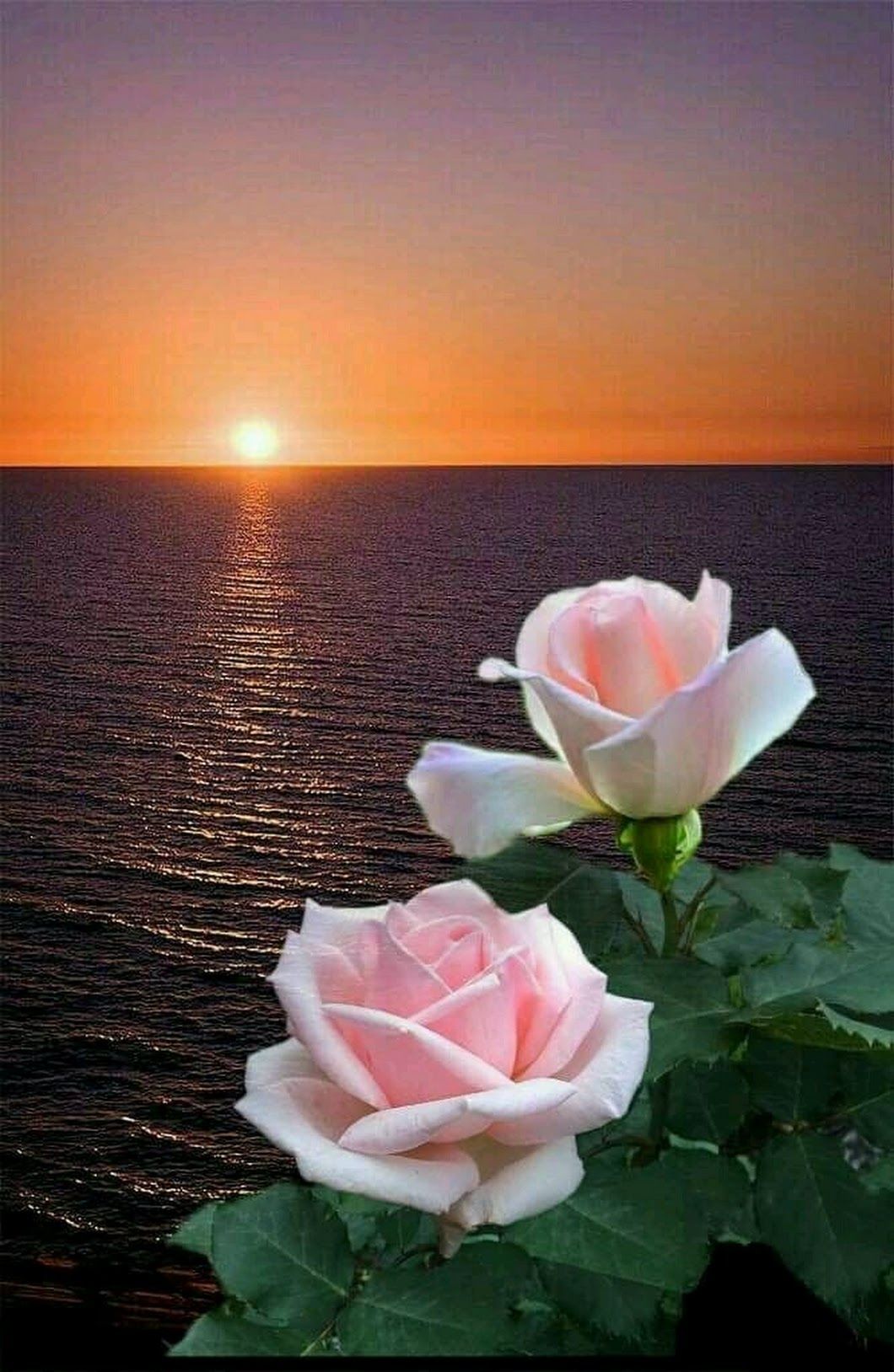 Благословляю этот вечер. Цветы и море. Цветы на фоне моря. Розы на фоне моря. Красивые цветы.