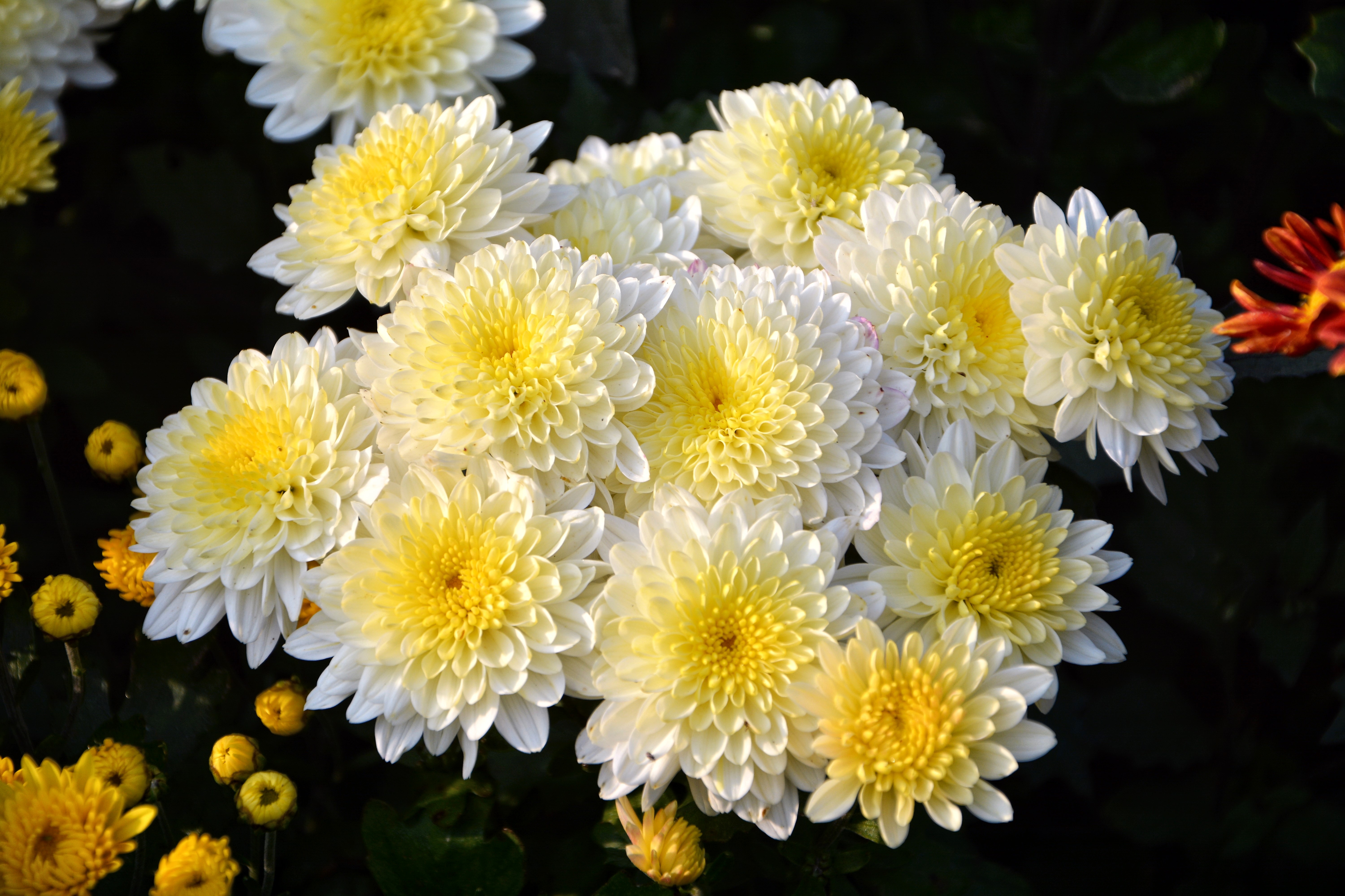 Любимые цветы хризантемы